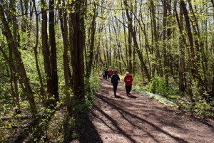 2015-05-19_2-Vandring-i-försommargrönska